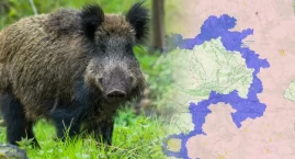 Afrykański Pomór Świń! Apel Powiatowego Lekarza Wete&hellip;
