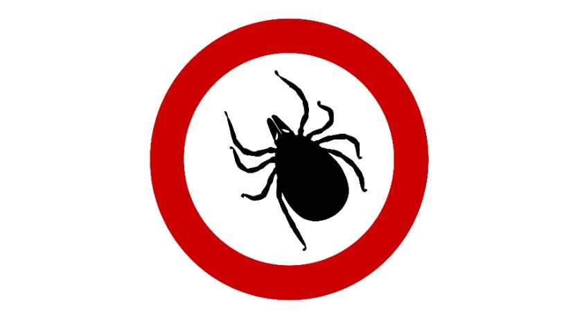 Idzie lato – uwaga na kleszcze! 