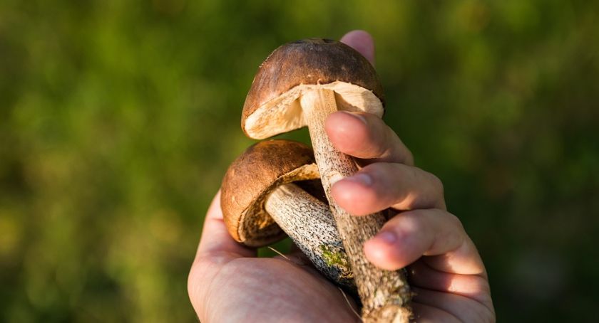 Dyżur klasyfikatora grzybów w PSS-E w Pułtusku