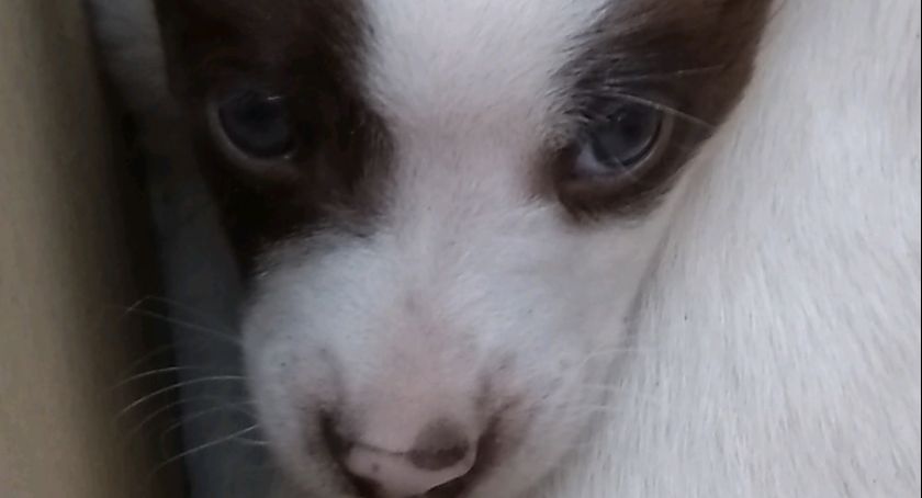 Szczeniak do adopcji