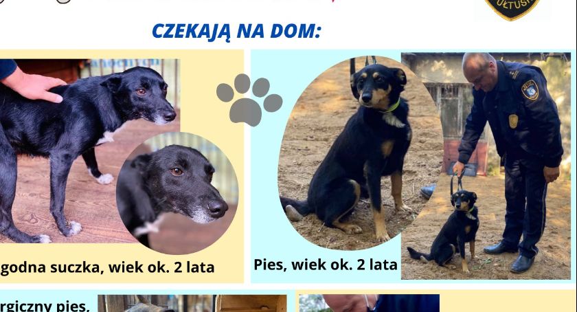Do serca przytul psa