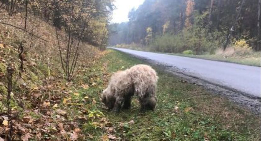 Oswojony pies błąka się po lesie - AKTUALIZACJA - właściciel odnaleziony