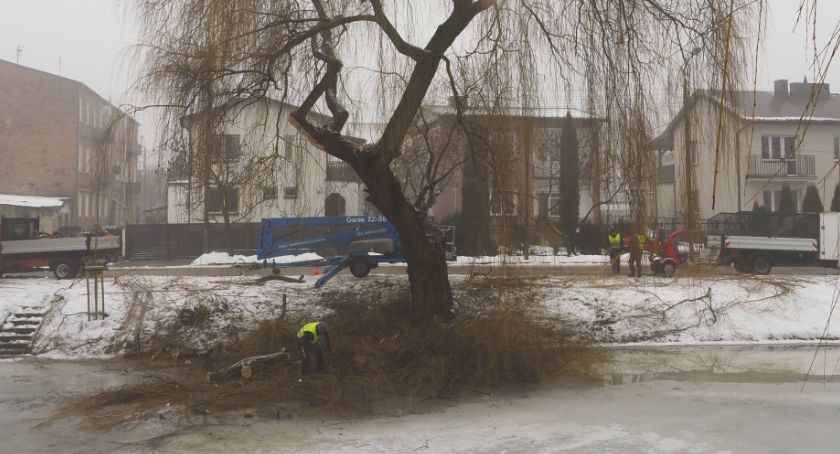 Cięcia pielęgnacyjne wierzb