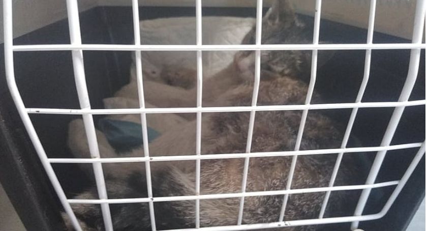 Wolnożyjąca, chora kotka, pod opieką Państwa Kucharczyków – dziękujemy!