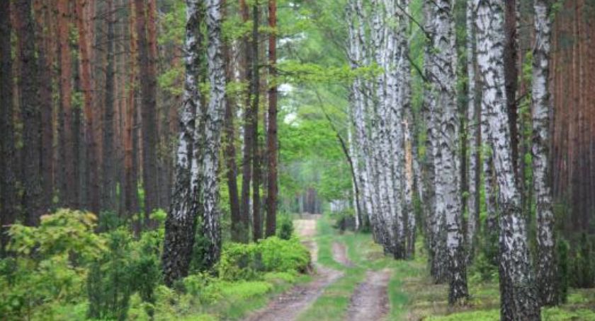 Jakie są obowiązki właściciela lasu