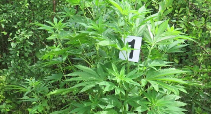 Kryminalni zlikwidowali nielegalną plantację konopi