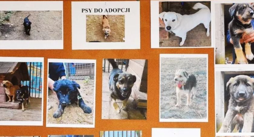 RATUJEMY ZWIERZĘTA – Straż Miejska zaprasza na akcję informacyjną
