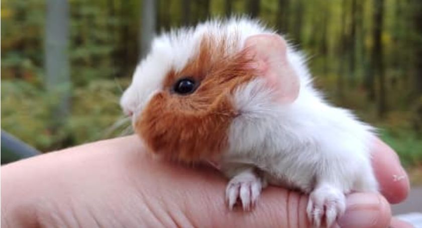 W lesie znaleziono... świnki morskie! Maluchy czekają na adopcję. 