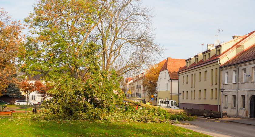 Na Placu Piłsudskiego ścięto drzewo