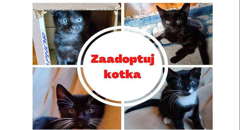 Zadbane, zdrowe kotki szukają domów!