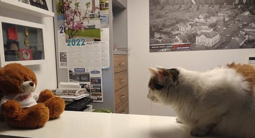 Dzień Kota – pochwalcie się swoimi pupilami!