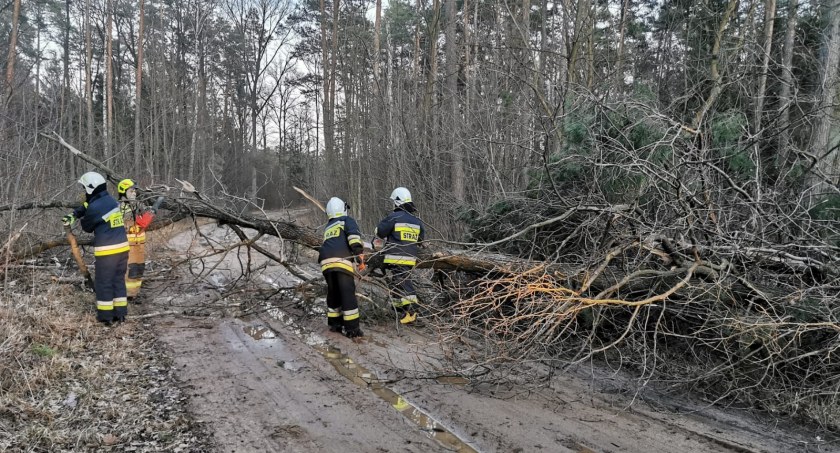 Strażacy usuwali powalone drzewa