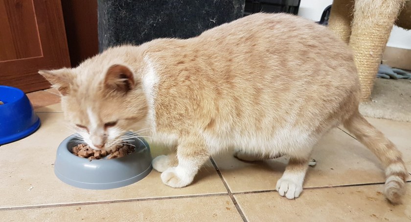 Rudy słodziak do adopcji