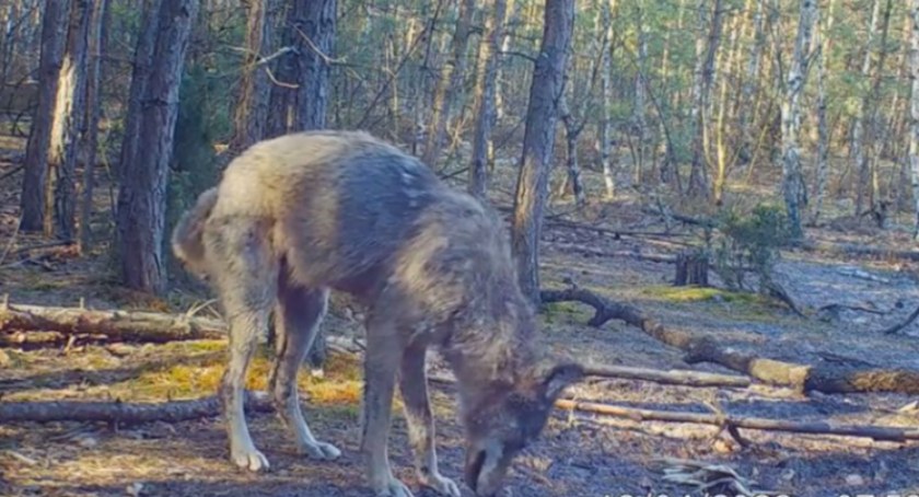 Piękny okaz wilka w naszych lasach!