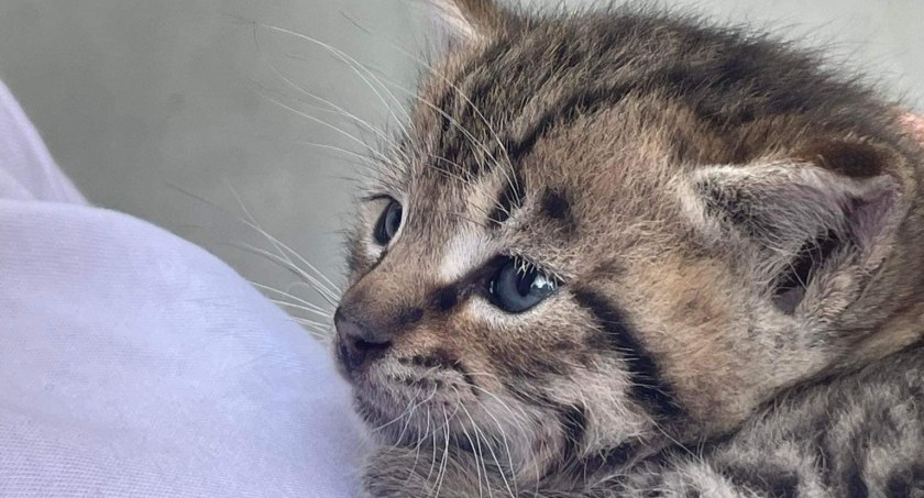 Wyrzucony z samochodu kotek szuka domu