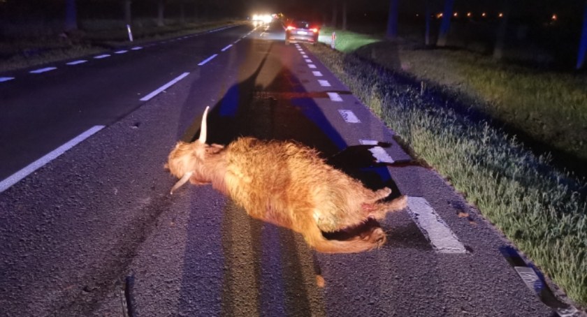 Dzikie zwierzęta na drogach – kierowco, bądź ostrożny!