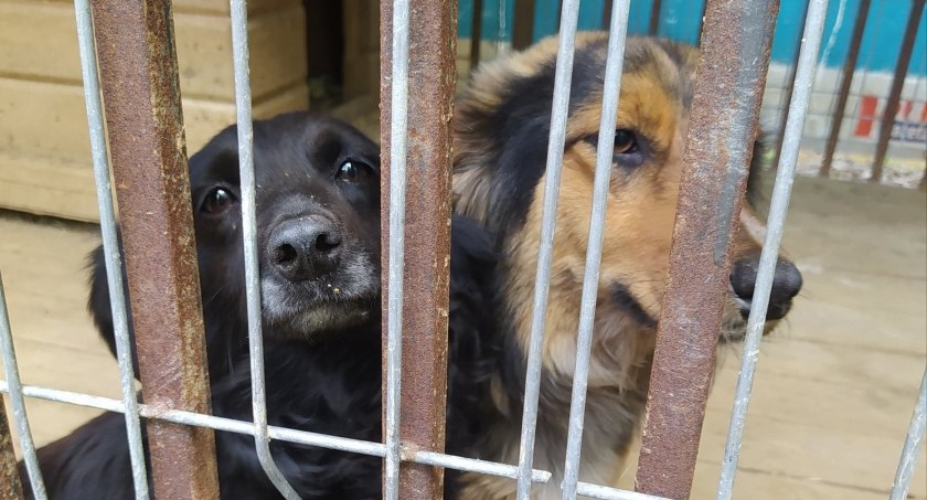 Psiaki do adopcji!