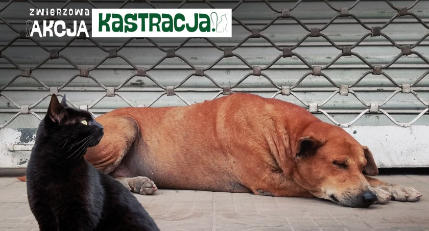 O ZWIERZowej Akcji Kastracja! 