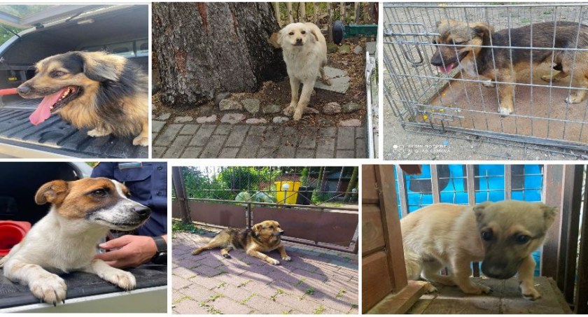 Pieski do adopcji