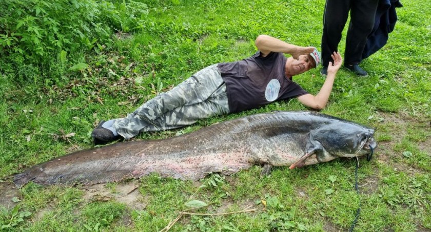 Sum gigant złowiony w Narwi!