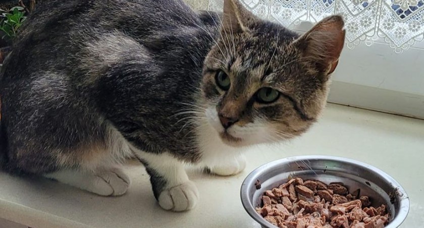 Żabek – idealny kot domowy – możesz go adoptować!