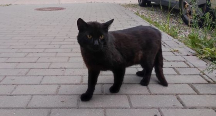 Poszukiwany właściciel czarnego kota