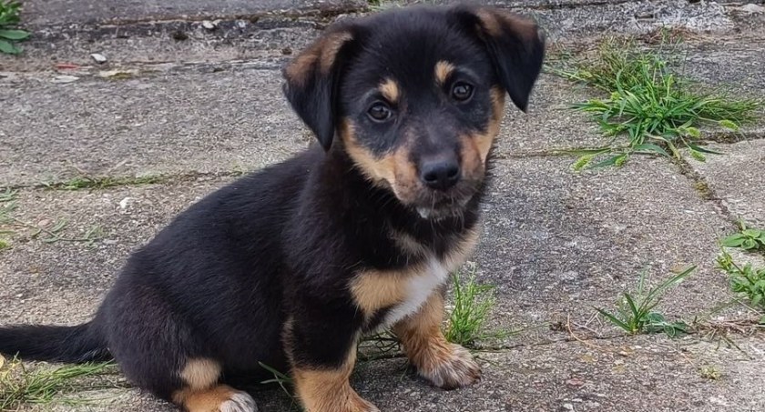 Urząd prosi o adopcję porzuconych szczeniąt