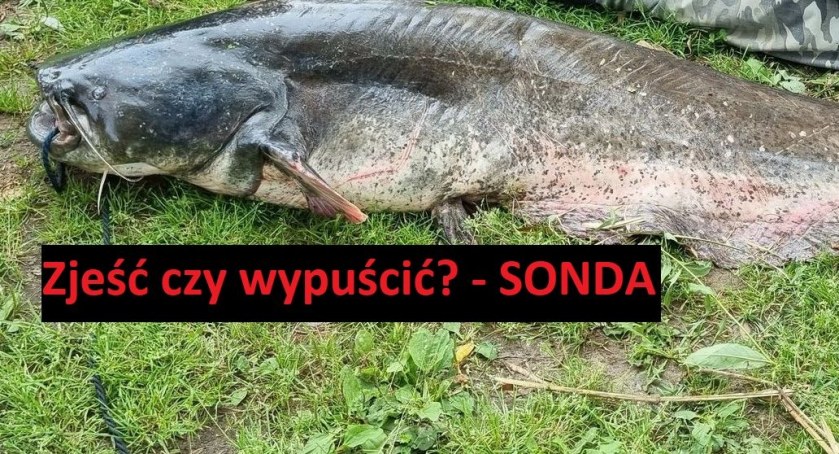 Rekordowy sum - zjeść czy wypuścić? - sonda dla wędkarzy