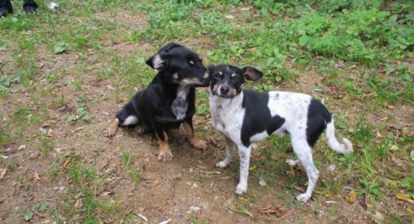 Pieski do adopcji!