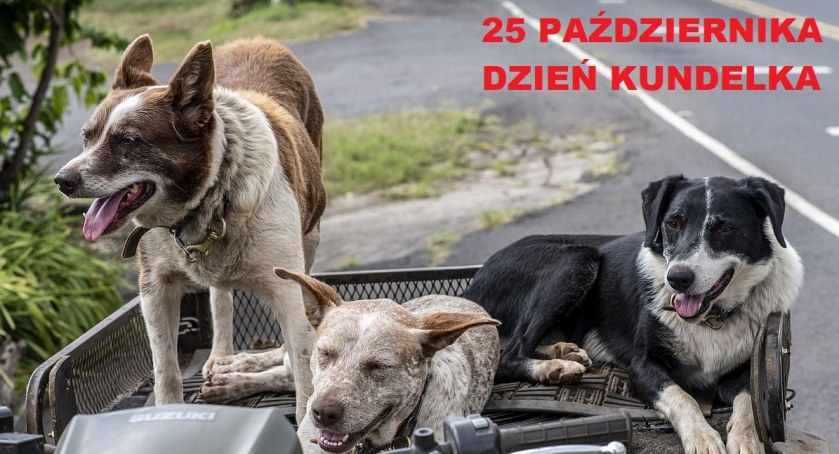 Za co kochacie swoje kundelki?