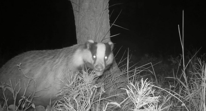 Nocne spotkanie z borsukiem
