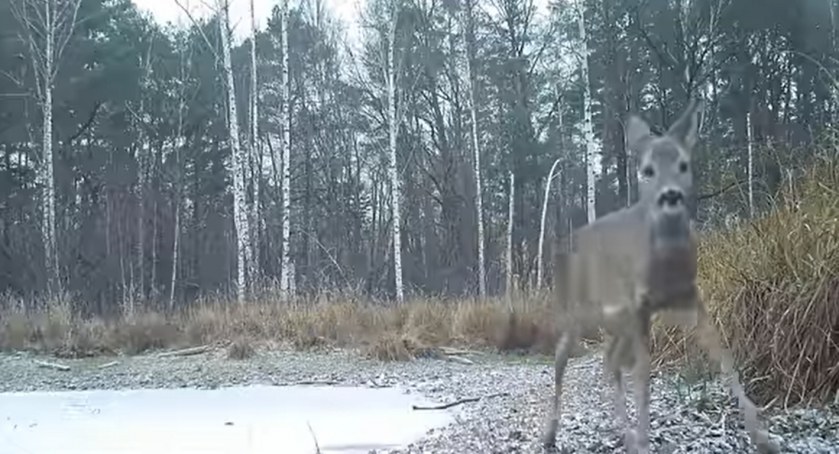 Sarny w zimowej scenerii - film z fotopułapki Krzysztofa Rylskiego