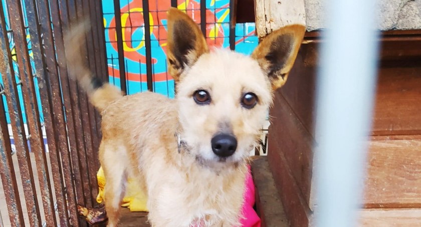 Pieski do adopcji