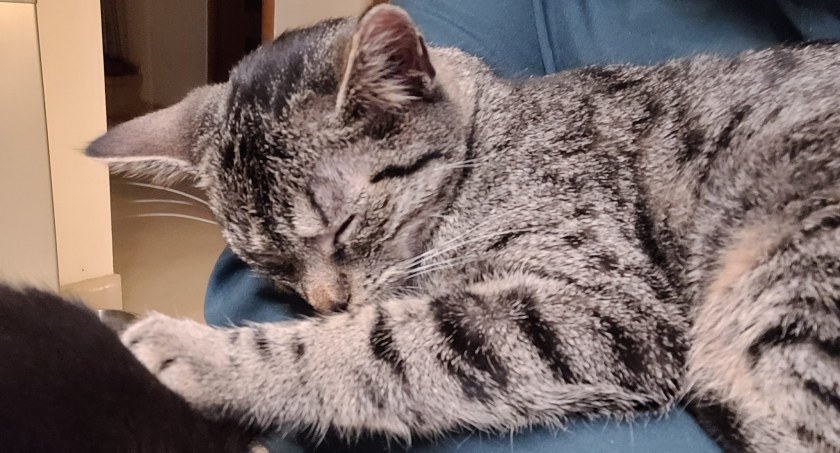 Idą święta, pomóż zwierzętom!