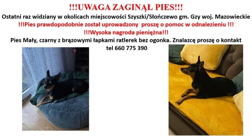 W Szyszkach zaginął rasowy pies