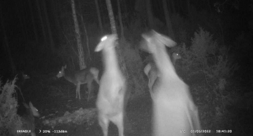 Fotopułapka Nadleśnictwa Pułtusk (film)