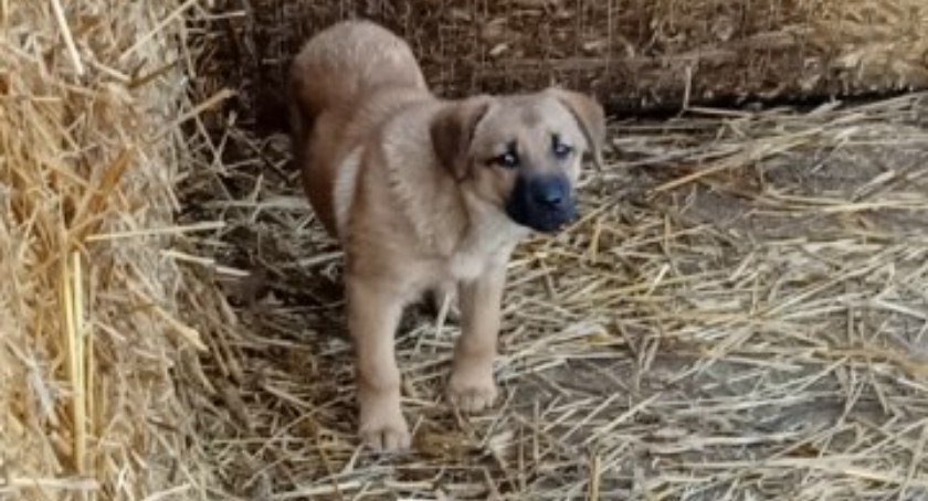 UG Pokrzywnica szuka domu dla pieska