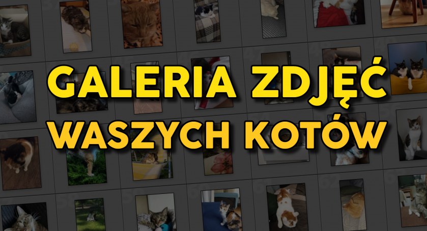 Wasze koty na Pultusk24.pl (DUŻO ZDJĘĆ)
