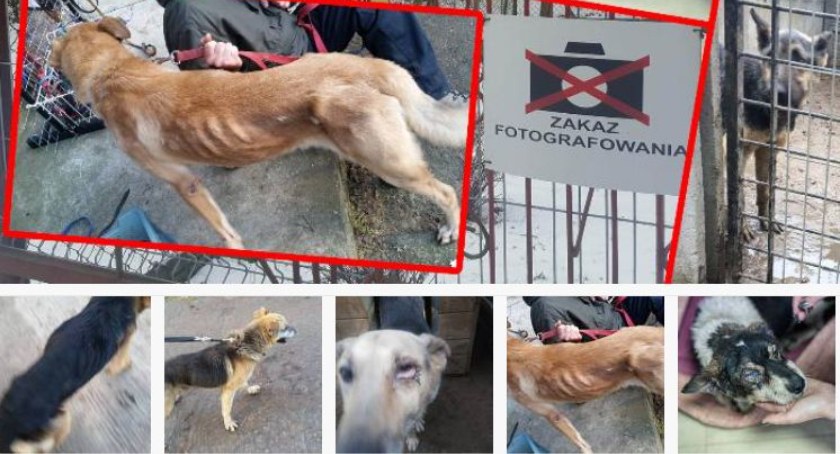 Gmina podpisała umowę ze schroniskiem Happy Dog – mieszkańcy oburzeni