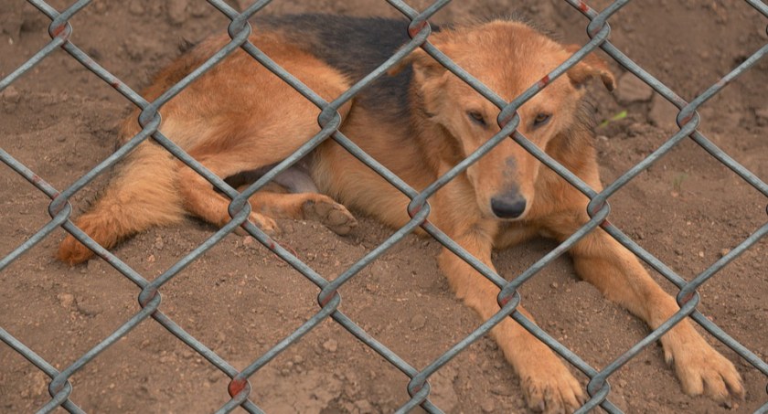 Schronisko Happy Dog – wyjaśnienia Urzędu Miejskiego w Pułtusku