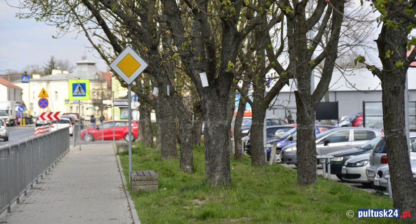 Chronią drzewa przed szrotówkiem kasztanowcowiaczkiem 