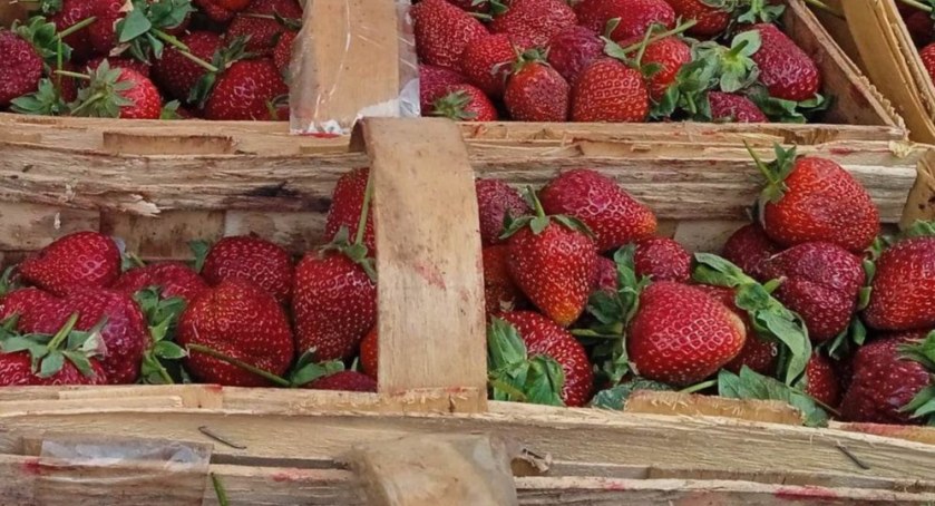 Na pułtuskim rynku pojawiły się truskawki. Zgadnijcie, po ile