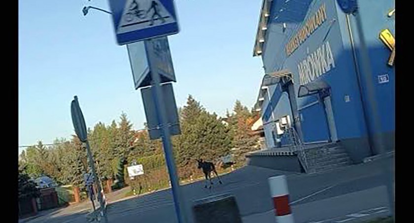 Łoś biegał po Pułtusku