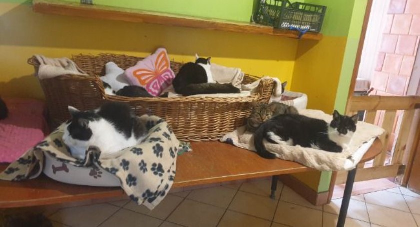 Chata dla zwierzaka – wyjątkowe miejsce dla chorych i starych psów i kotów potrzebuje pomocy!