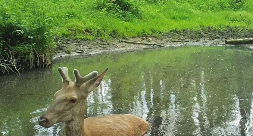 Młody jeleń przyłapany podczas kąpieli