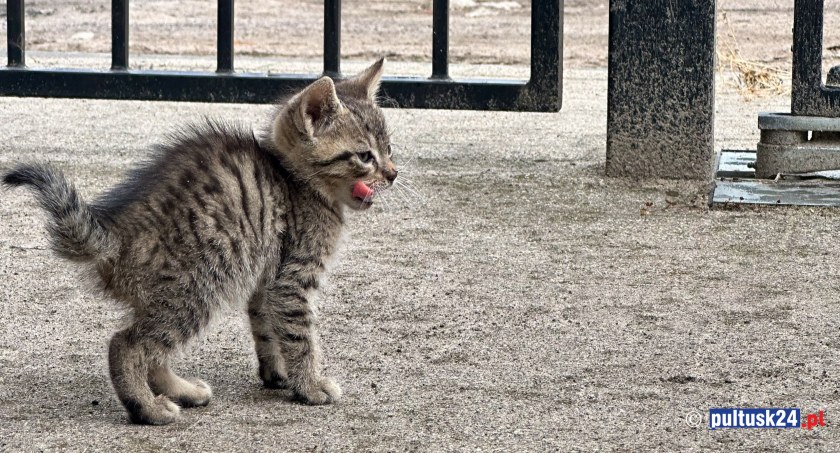 Kotki wciąż szukają domów