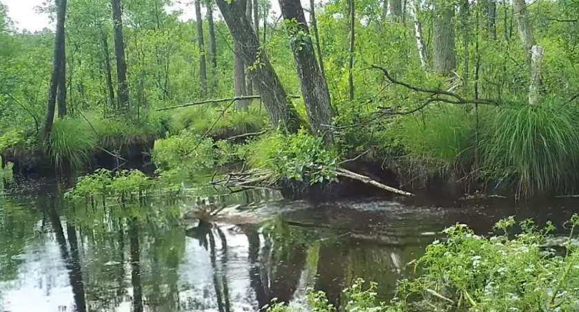 Żabką, kraulem czy motylkiem? Czy jelenie potrafią pływać?