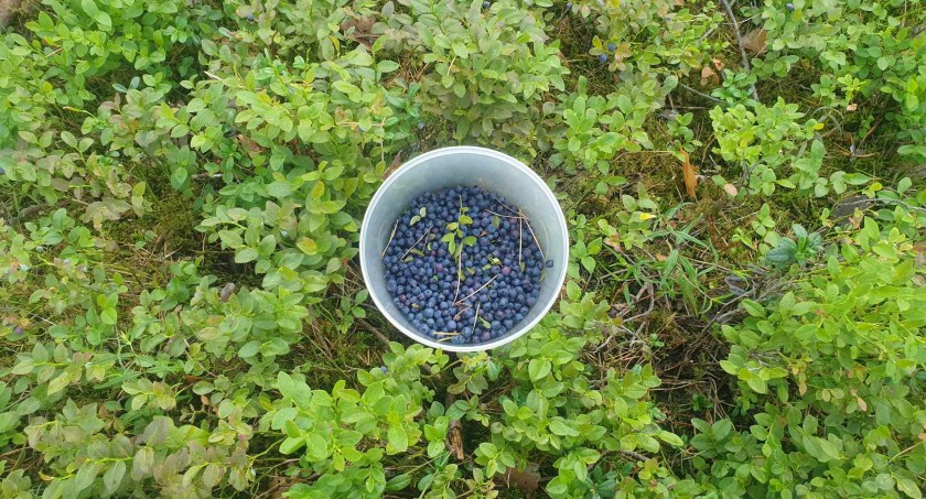 Sezon na jagody leśne trwa