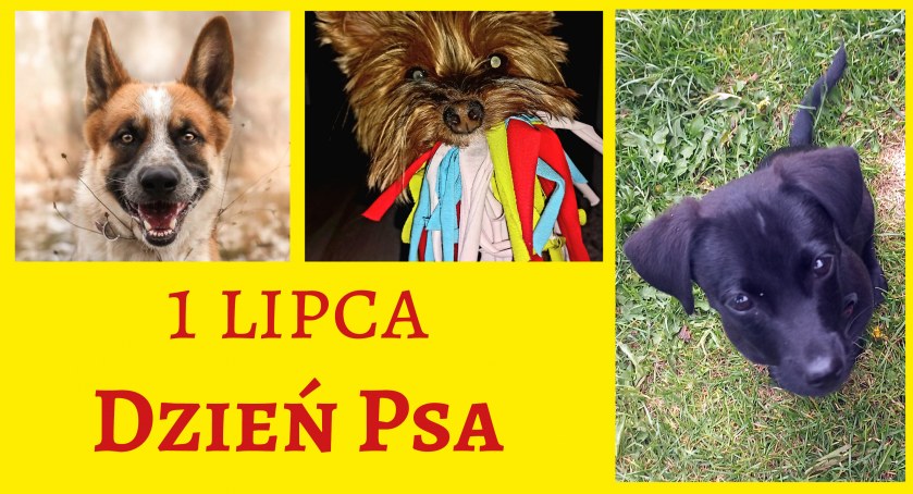 1 lipca – Dzień Psa