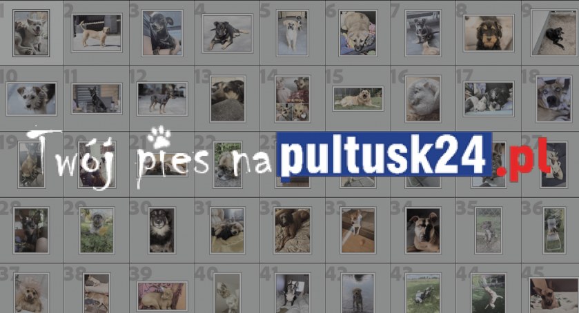 Wasze psy na pultusk24!